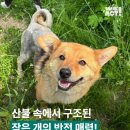 이평우 반려견 교육센터 이미지