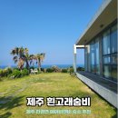 흰고래 숨비 이미지