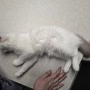 더빡센 이미지