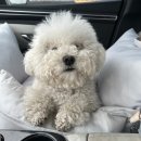 땡큐 펫 살롱 이미지