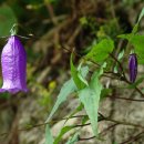 금강초롱 이미지