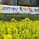 양산 유채꽃 축제 및 밀양 영남루(보물147호) 법흥상원놀이(도 무형16호)공연 이미지