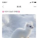 담비