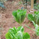 혁성농장 이미지