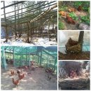 노다지농장 이미지