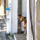 #DOG 이미지