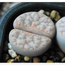 C309A '카페오레' Lithops gracilidelineata 'Cafe' au Lait' 이미지