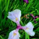 한국어린이집 이미지