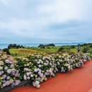 종달리수국길 이미지