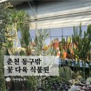 [춘천가볼만한곳] 온의동 대형 화원 &lt;동구밖 꽃 다육 식물원&gt; 식물 쇼핑 후기(feat.바질파스타)