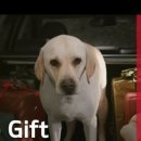 하남애견훈련소 이미지