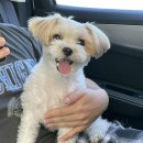 도그레이 이미지