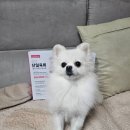 좋은강아지 | 폴리데이 단일육류 사료로 알러지케어까지 기호성 좋은 강아지 사료 후기