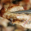 고기구워먹는집 이미지