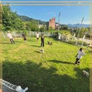 컴투펫 위탁보호센터 이미지