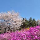동산빌딩 | 부천 가볼만한곳 원미산 진달래동산 꽃구경 데이트
