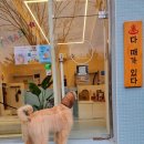 댕댕이 목욕탕 이미지