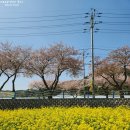 맹방관광지 | 삼척 맹방 유채꽃축제 후기, 주변 맛집 및 관광지 추천!