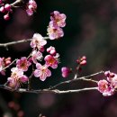 대감이동갈비 이미지