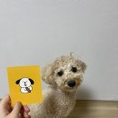 행복하개 희희멍멍 | 강아지수제간식 반려견 푸들 열빙어 마들렌 행복하개희희멍멍