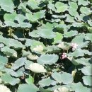 반야월연잎사랑 | 대구 동구 안심 가볼만한곳 안심연꽃단지 반야월연근 연근비누 연터널갤러리
