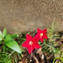 Glory Star 이미지