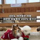 만남목장 | [강원도 평창] 대관령 하늘목장 애견동반여행 | 목장 트레킹, 먹이주기 체험 200% 즐기기