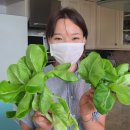 효은농장 이미지