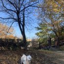 멋내는 애견 이미지