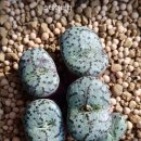 스테이너와 이미지