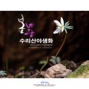 BLUESUGAR | 수리산 야생화