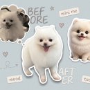 대구애견미용학원 포메 남매 물개컷 미용 후기, 5살 쪼꼬 & 6살 라온이의 보송보송한 변신!