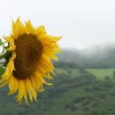 해바라기발전소 네이버블로그