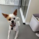 댓츠댕댕스쿨 이미지