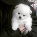 댕댕이샾 이미지