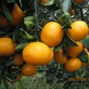 이슬농장2 이미지