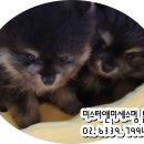 미스터멍애견샵