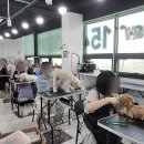 김쌤애견 이미지