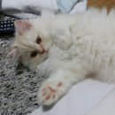 캣존 이미지