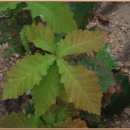 여주-0808 이미지