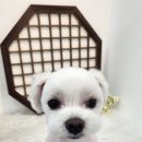 비쥬펫 이미지