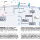 Impaired glucose tolerance, 인슐린 저항성 탐구!!! 이미지