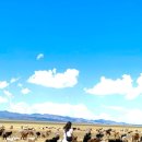 양떼마트 이미지