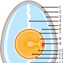 토종닭, 달걀의 단면도 명칭과 크기분류 이미지