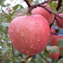 아이비303 이미지