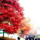 제35회 소요단풍문화제 이미지