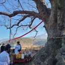 남원 진기리 느티나무 이미지