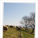 상영목장 | 아이랑 평창 가볼만한곳, 대관령 양떼목장과 이나트뮤지엄 겨울 나들이