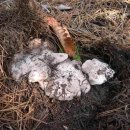 흰 굴둑버섯, 굽더더기, 굽더덕, 국더덕이버섯 이미지