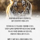 호랑이와 반달곰 이미지